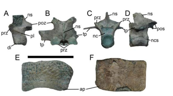 Photographs of dorsal vertebrae and an osteoderm of Burkesuchus.
