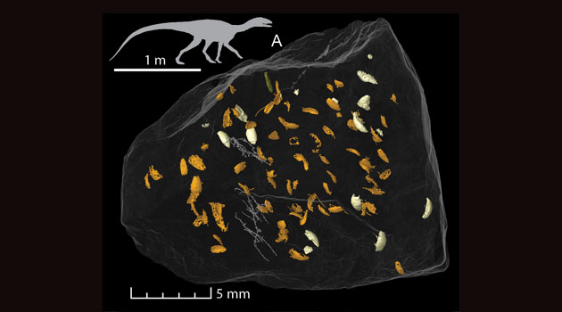 Using synchrotron microtomography, the beetle fossil was virtually reconstructed while still remaining in the coprolite. Picture credit: Qvarnström et al