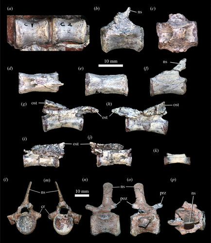 Scutellosaurus caudal vertebrae