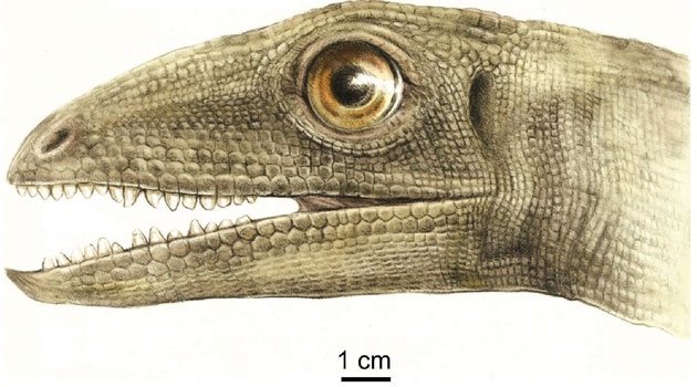 An illustration of the Triassic dinosauriform Silesaurus.