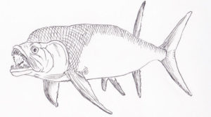 Xiphactinus drawing