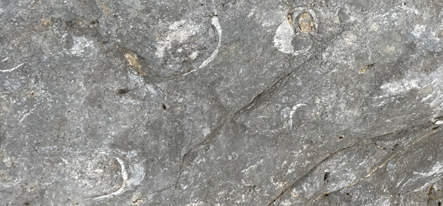 Carboniferous brachiopods.