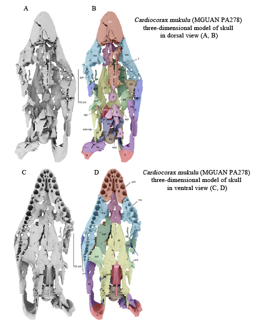 Three-dimensional images of the skull of Cardiocorax.