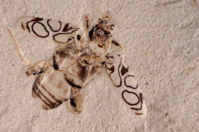 Pulchritudo attenboroughi fossil beetle.