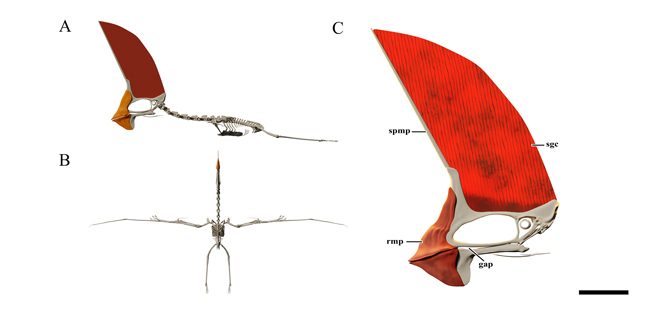 Tupandactylus skeletal reconstruction and close-up of skull.