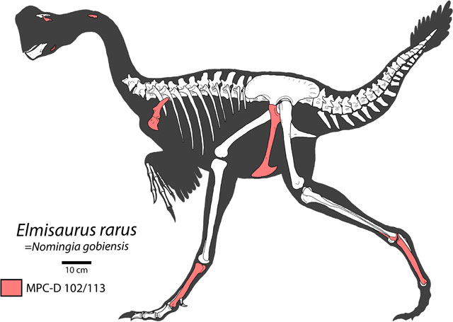 Elmisaurus rarus skeletal reconstruction