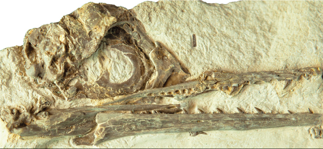 Ichthyornis skull specimen