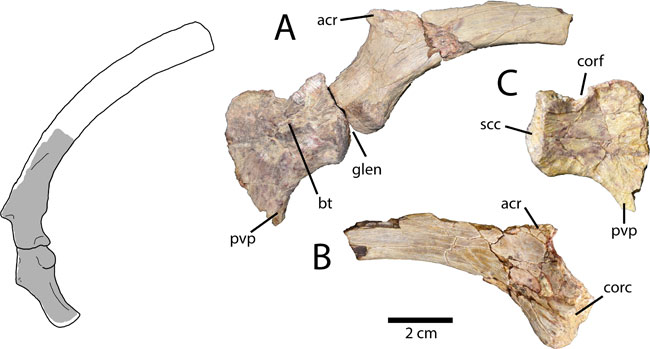 The pectoral girdle of Elmisaurus.