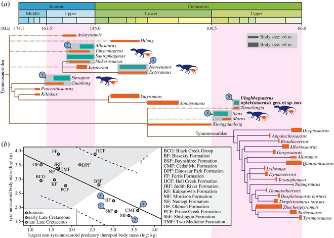 Relationship between coeval small tyrannosauroids and non-tyrannosauroid predatory dinosaurs