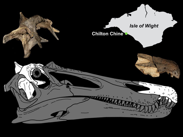Ceratosuchops skull fossils and illustrative drawing