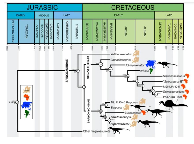 Evolution of the Spinosauridae