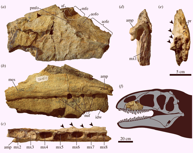 Ulughbegsaurus uzbekistanensis fossil material (various views)