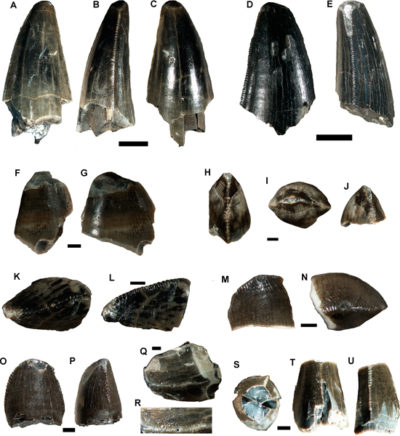 Plotting the Fauna of Late Cretaceous Patagonia