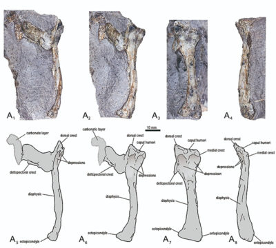 First Record of a Rhamphorhynchid Pterosaur from Gondwana