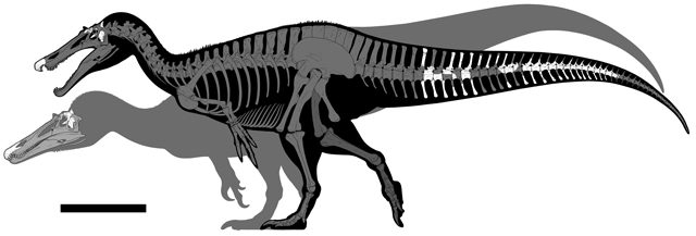 Isle of Wight spinosaurids skeletal drawings