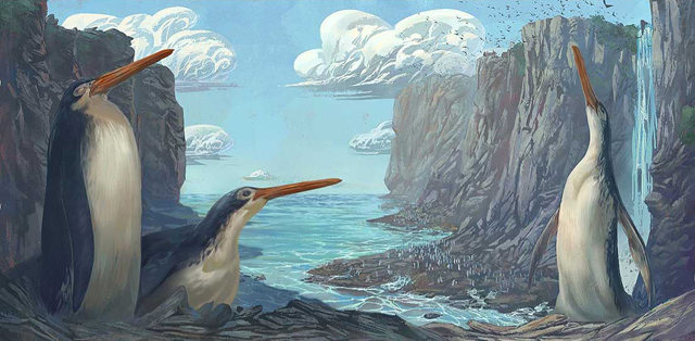 Giant penguin from New Zealand Kairuku waewaeroa
