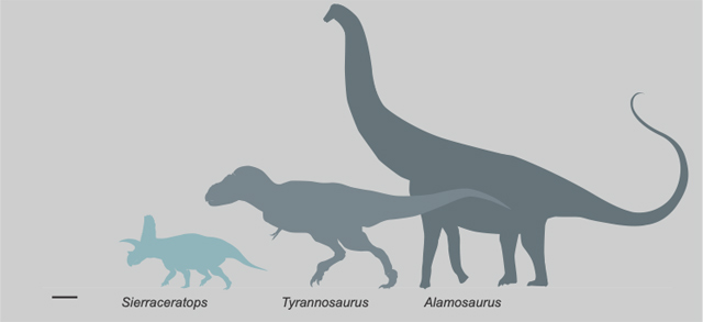 Sierraceratops compared in size to other dinosaurs from New Mexico