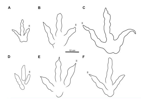 Line drawings comparing theropod footprints.
