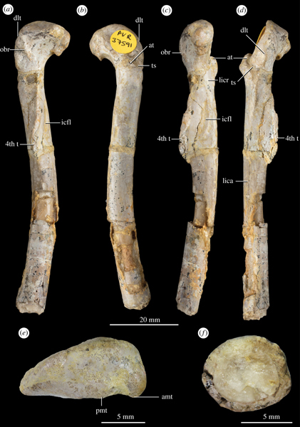 Views of the left femur of Pendraig.