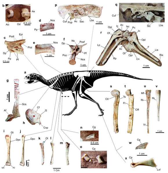 Examining the skeleton of Berthasaura.