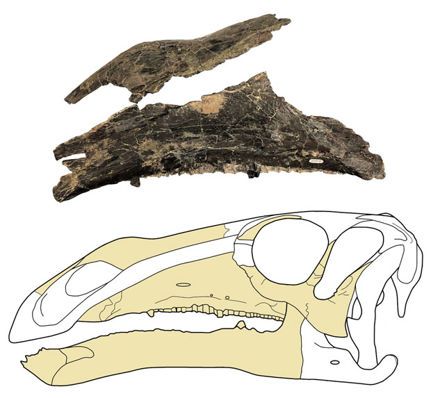 Brighstoneus simmondsi nasal and maxilla with skull drawing