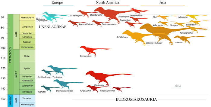 Eudromaeosauria stratigraphy and geography.