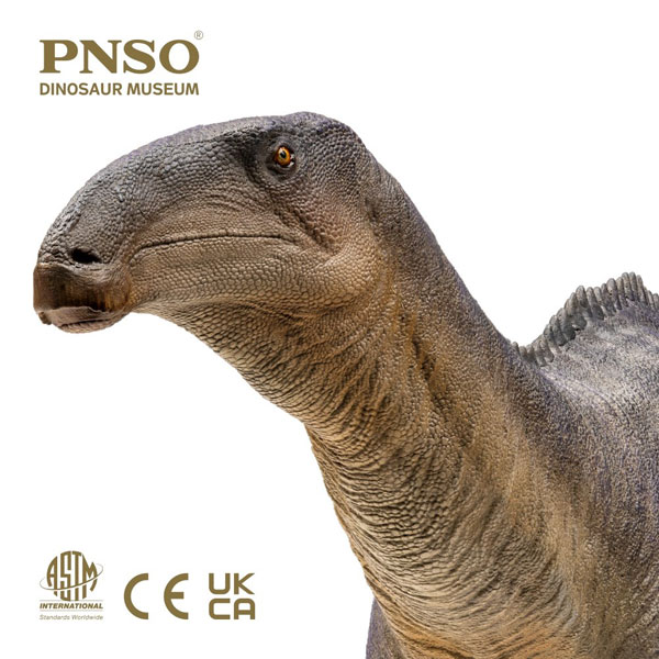 PNSO Harvey the Iguanodon (Anterior)