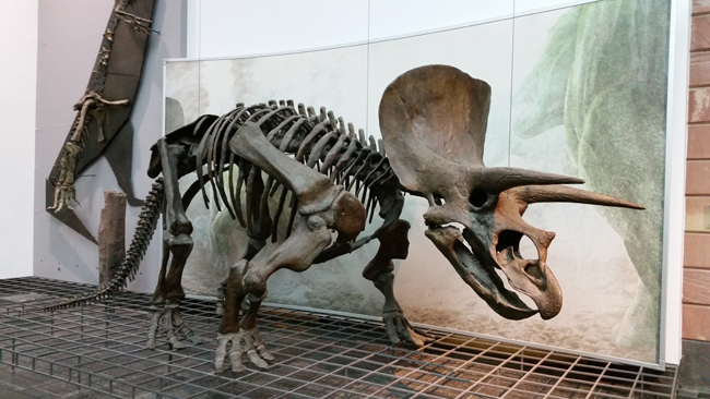 Triceratops Fossil on Display