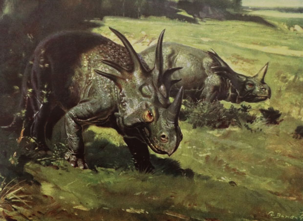 Styracosaurus illustration (Burian 1941).