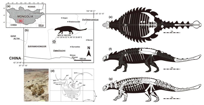 Tarchia tumanovae fossils and line drawings.