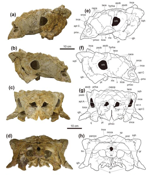 Views of the skull of Tarchia tumanovae with accompanying line drawings.