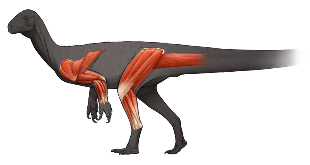 Thecodontosaurus limb muscles