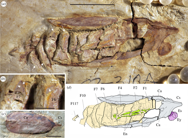 Erratus sperare fossils and explanatory line drawing.