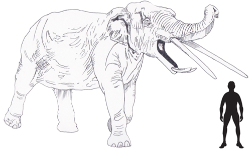 Konobelodon atticus scale drawing.