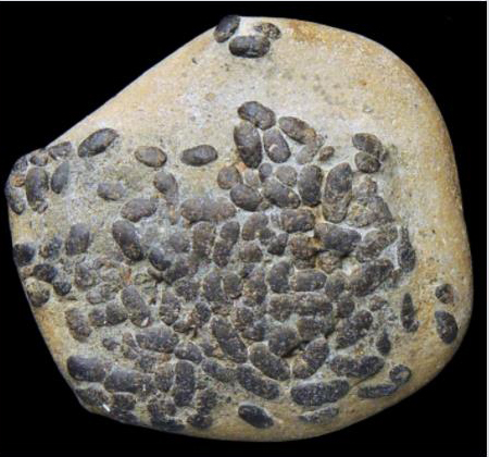 Miocene coprolite fossil.