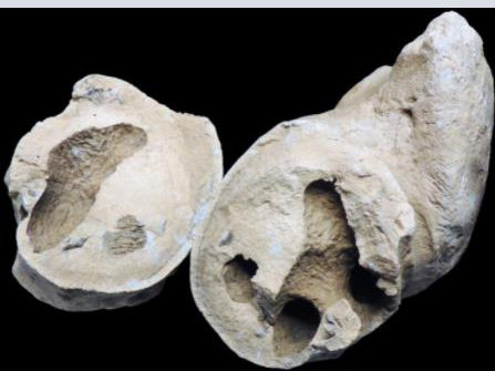 Crocodile coprolite fossil with feeding traces.