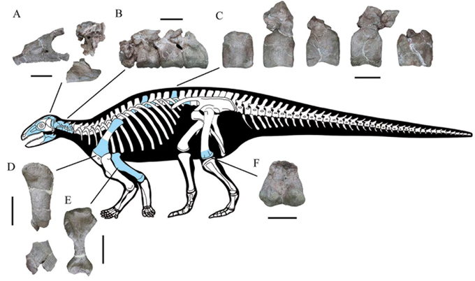 Yuxisaurus skeletal drawing.