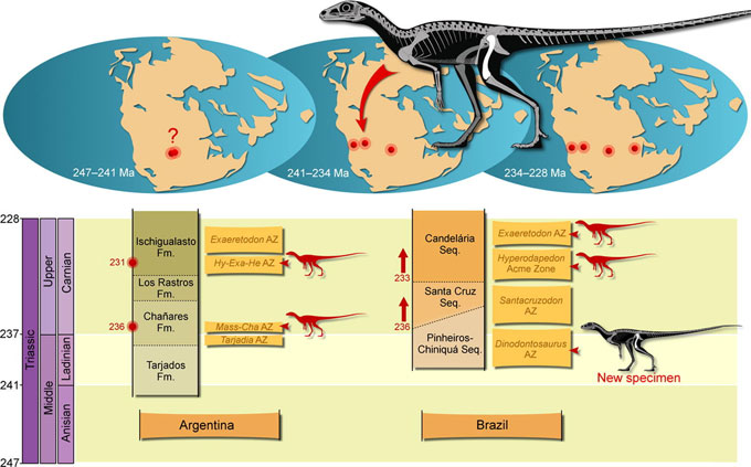 Fossils of South American dinosauromorphs compared.