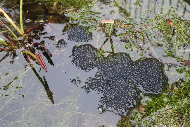 Frogspawn in the office pond.