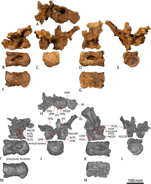 Diamantinasaurus dorsal vertebrae and digital models.