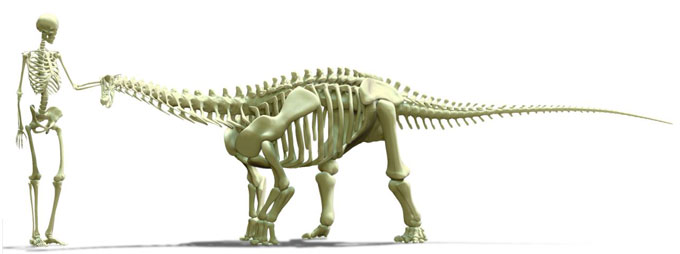 Reconstructed skeleton of the juvenile Diamantinasaurus (D. matildae) compared to a human skeleton.