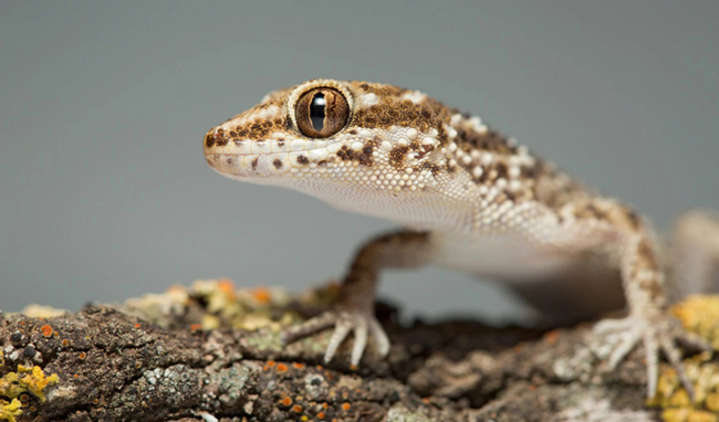 South American marked gecko (Homonota horrida).