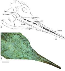 Aegirosaurus fossil skull with interpretative line drawing.