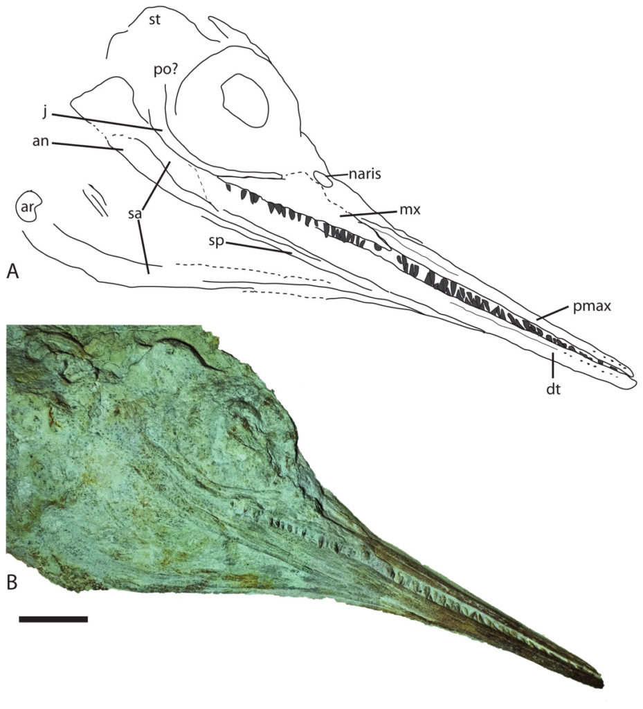 Aegirosaurus fossil skull with interpretative line drawing.