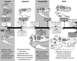 Comparing the growth stages of Gorgosaurus libratus and T. rex.