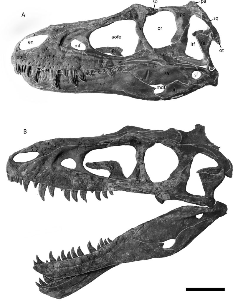 Lateral views of juvenile Gorgosaurus skulls.