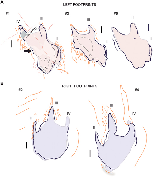 Taphonomic features of the theropod prints.