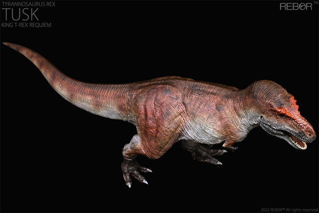 Rebor Tyrannosaurus rex "TUSK" King T-REX requiem (dorsal view)