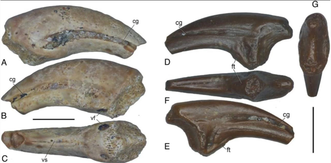 Dzharaonyx claw fossils.