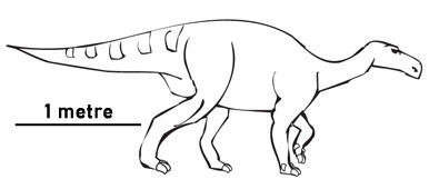 Scale drawing of Napaisaurus 